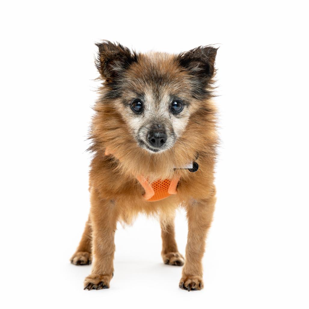 Enlarge Richmond 13683, a Adoptable Chihuahua in San Francisco, CA image 6/6