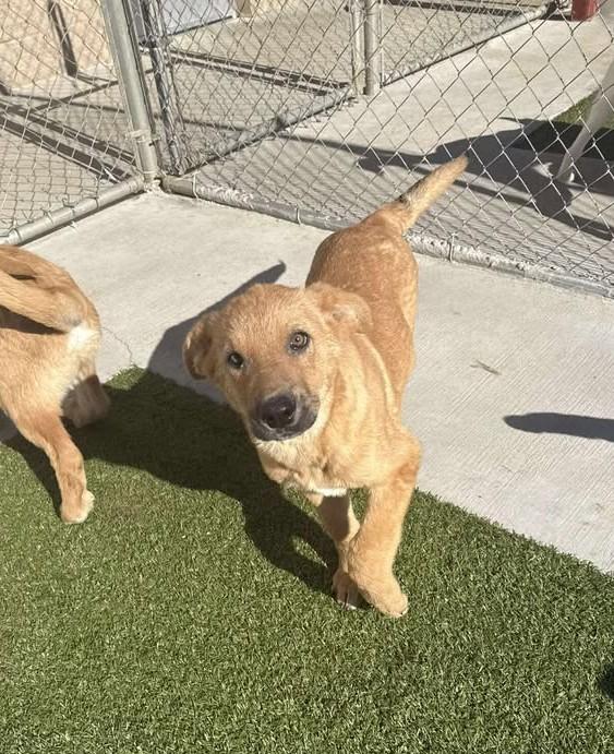 Gobbles, a ADOPTABLE mixed breed in Fayetteville, AR image 1/6