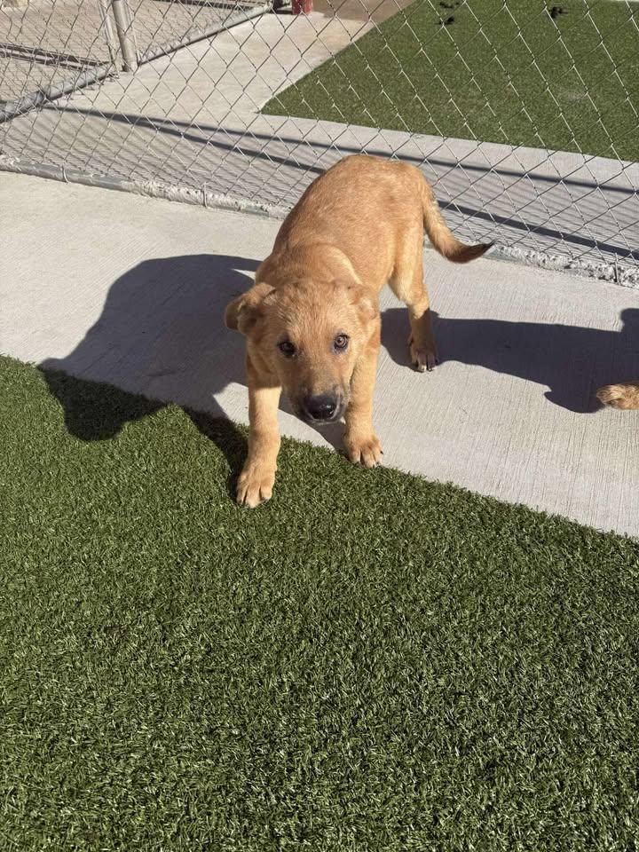 Gobbles, a ADOPTABLE mixed breed in Fayetteville, AR image 2/6