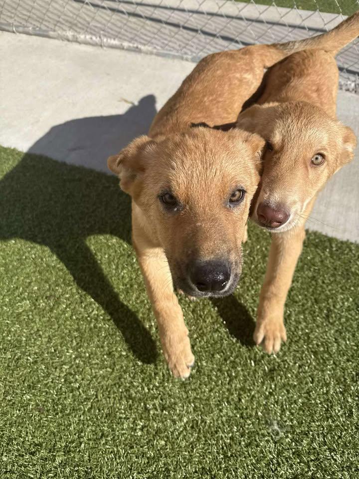 Gobbles, a ADOPTABLE mixed breed in Fayetteville, AR image 3/6