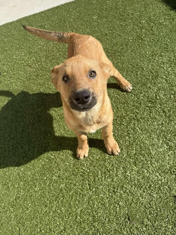 Gobbles, a ADOPTABLE mixed breed in Fayetteville, AR image 4/6