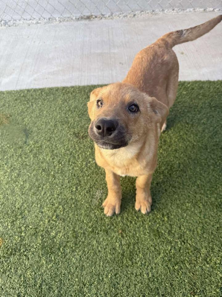 Gobbles, a ADOPTABLE mixed breed in Fayetteville, AR image 5/6