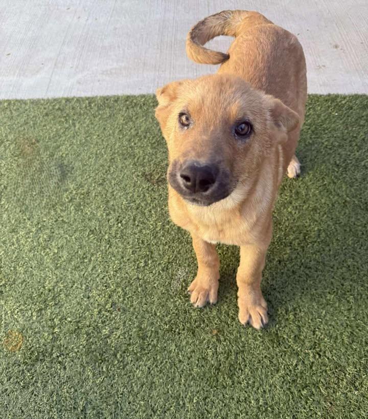 Gobbles, a ADOPTABLE mixed breed in Fayetteville, AR image 6/6