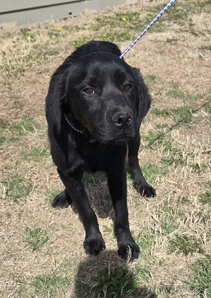 Enlarge Callie, an adopted mixed breed in Larned, KS image 3/4