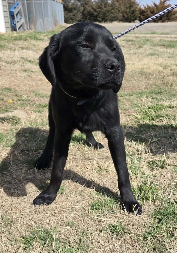 Enlarge Callie, an adopted mixed breed in Larned, KS image 1/4