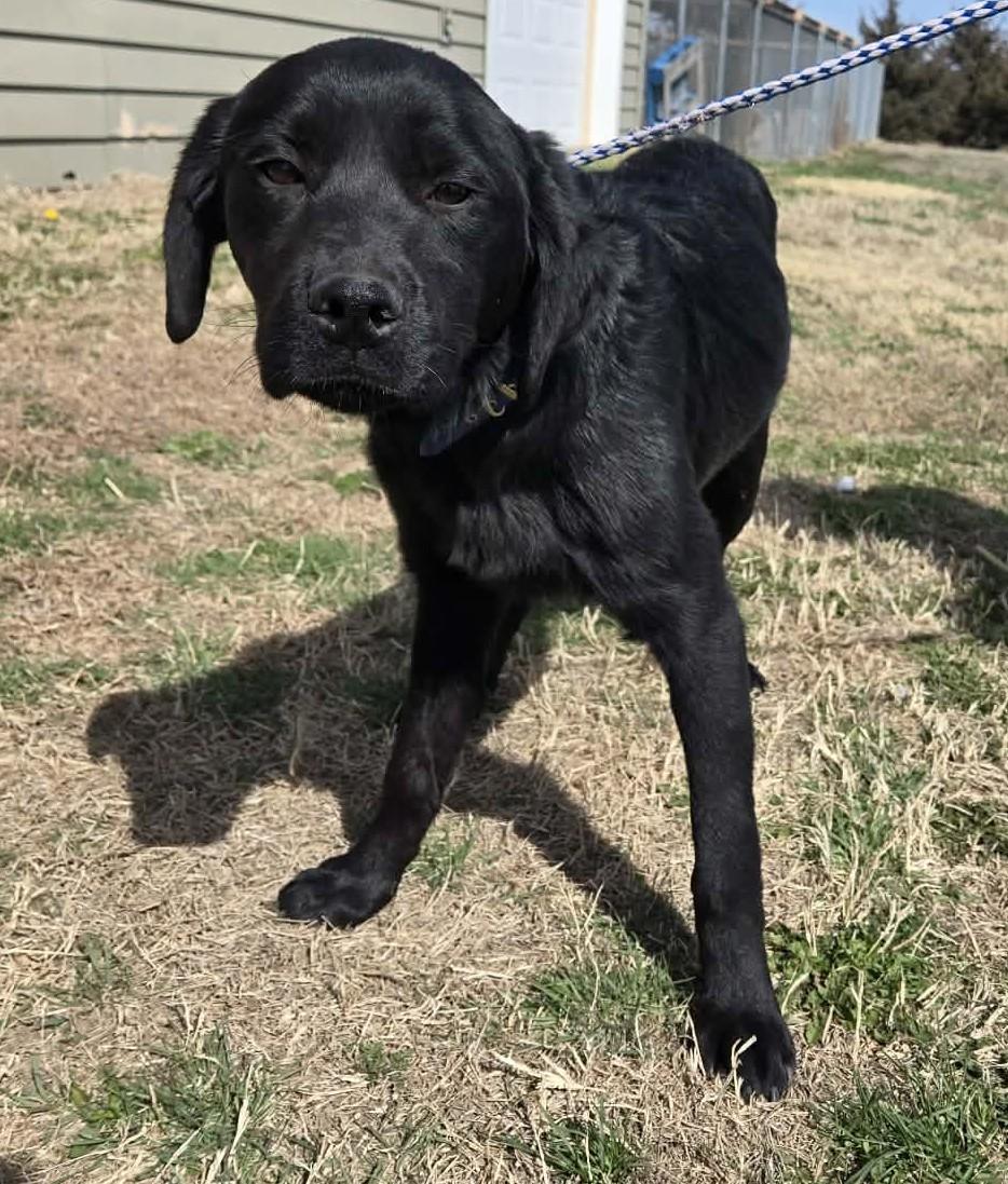 Enlarge Callie, an adopted mixed breed in Larned, KS image 2/4