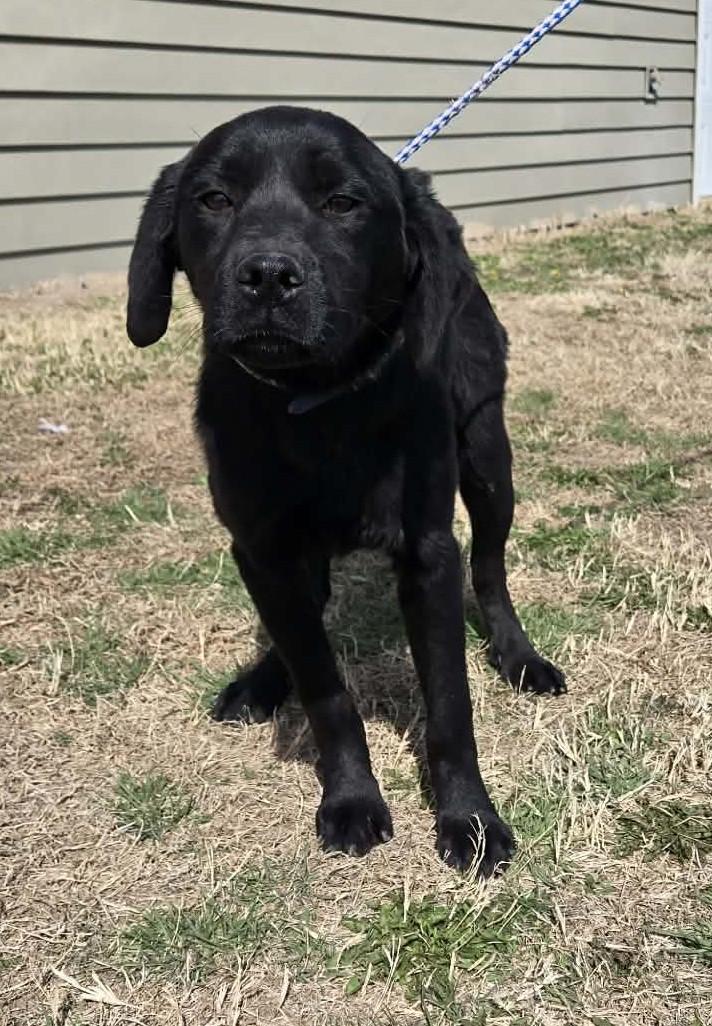 Enlarge Callie, an adopted mixed breed in Larned, KS image 4/4