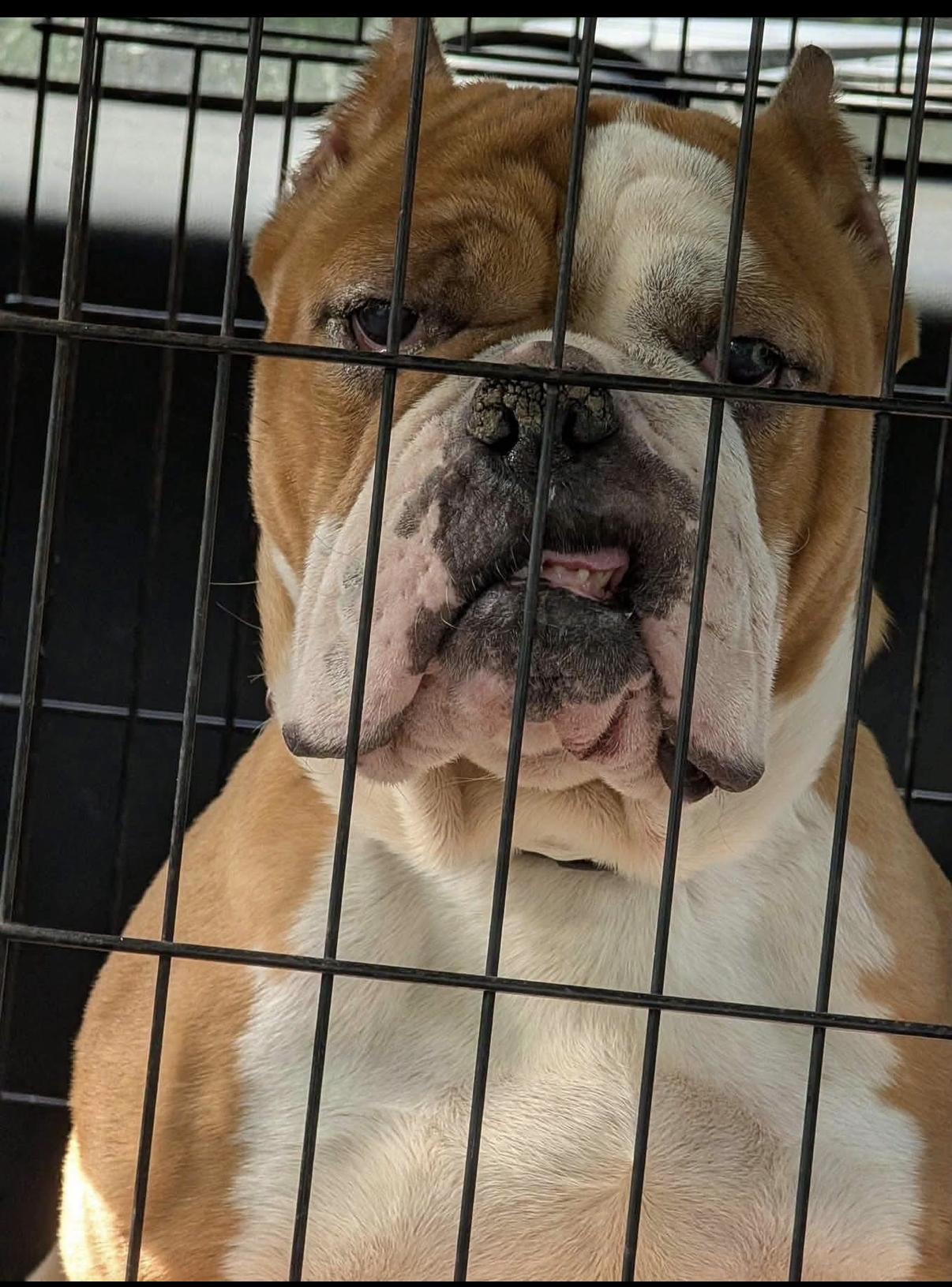 Enlarge Lulu, an adopted English Bulldog in Randolph Center, VT image 3/4
