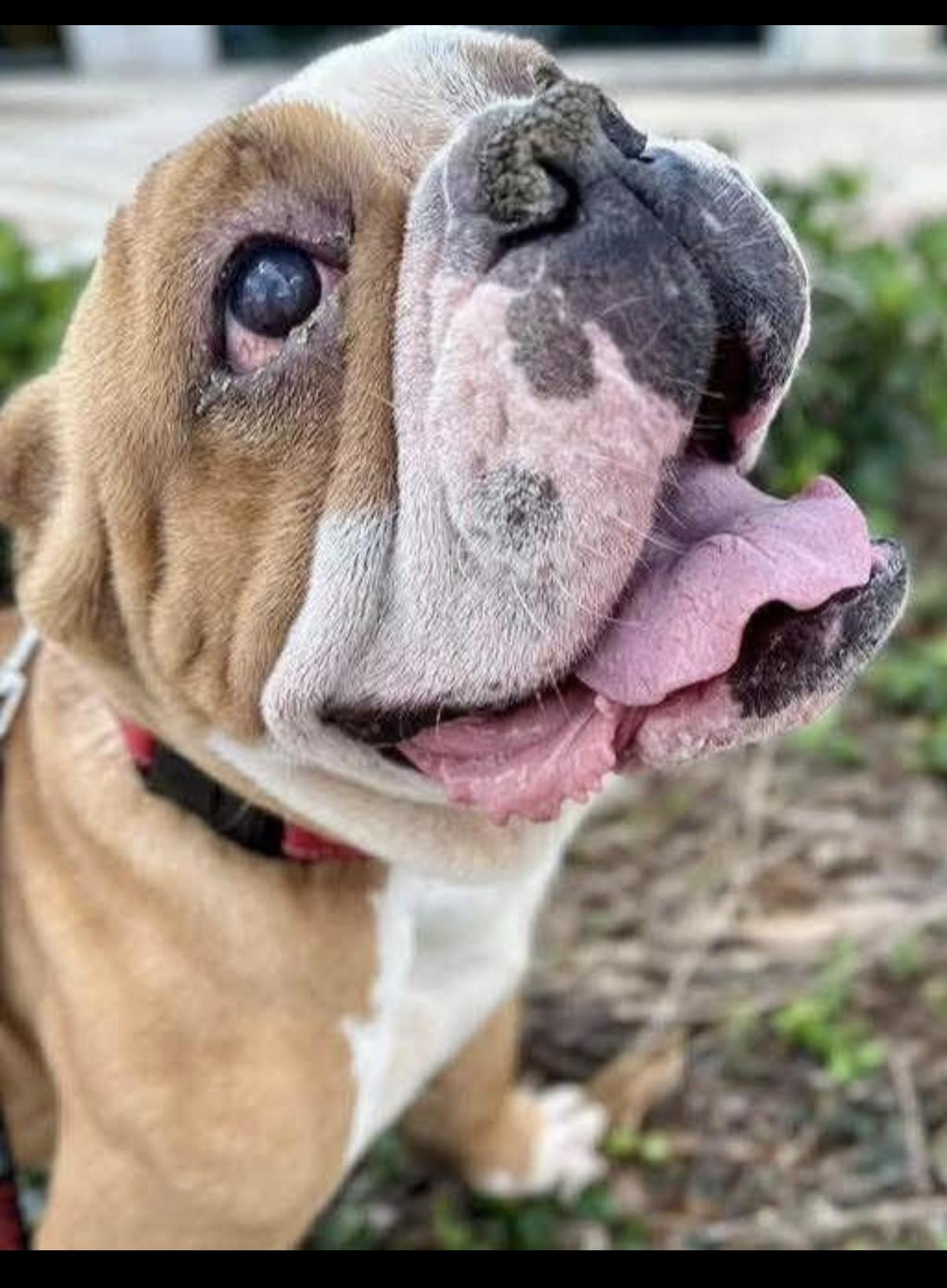 Lulu, adopted, Adult Female English Bulldog.