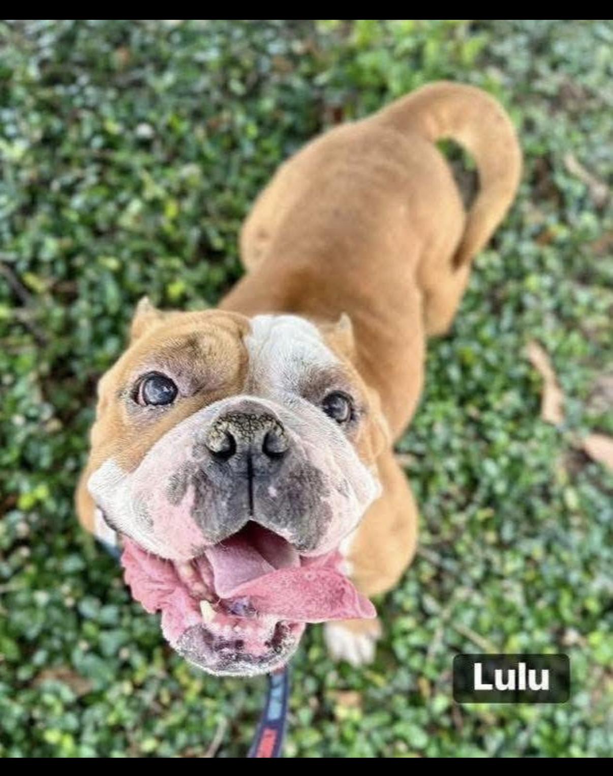 Enlarge Lulu, an adopted English Bulldog in Randolph Center, VT image 4/4