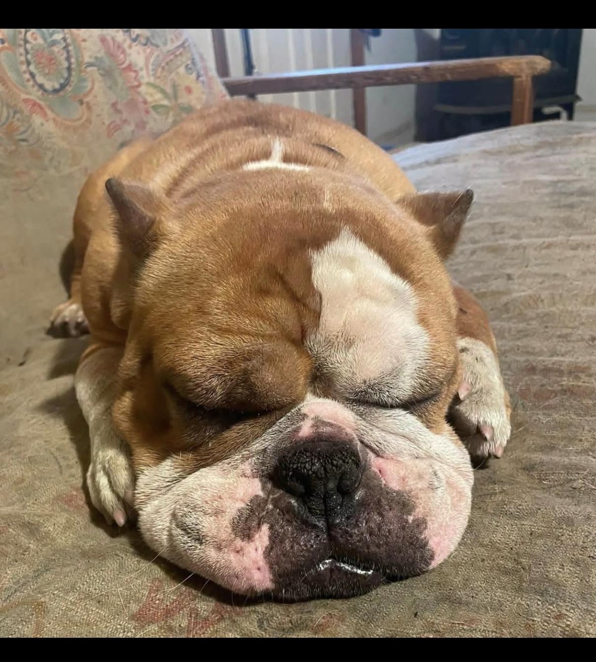 Enlarge Lulu, an adopted English Bulldog in Randolph Center, VT image 2/4