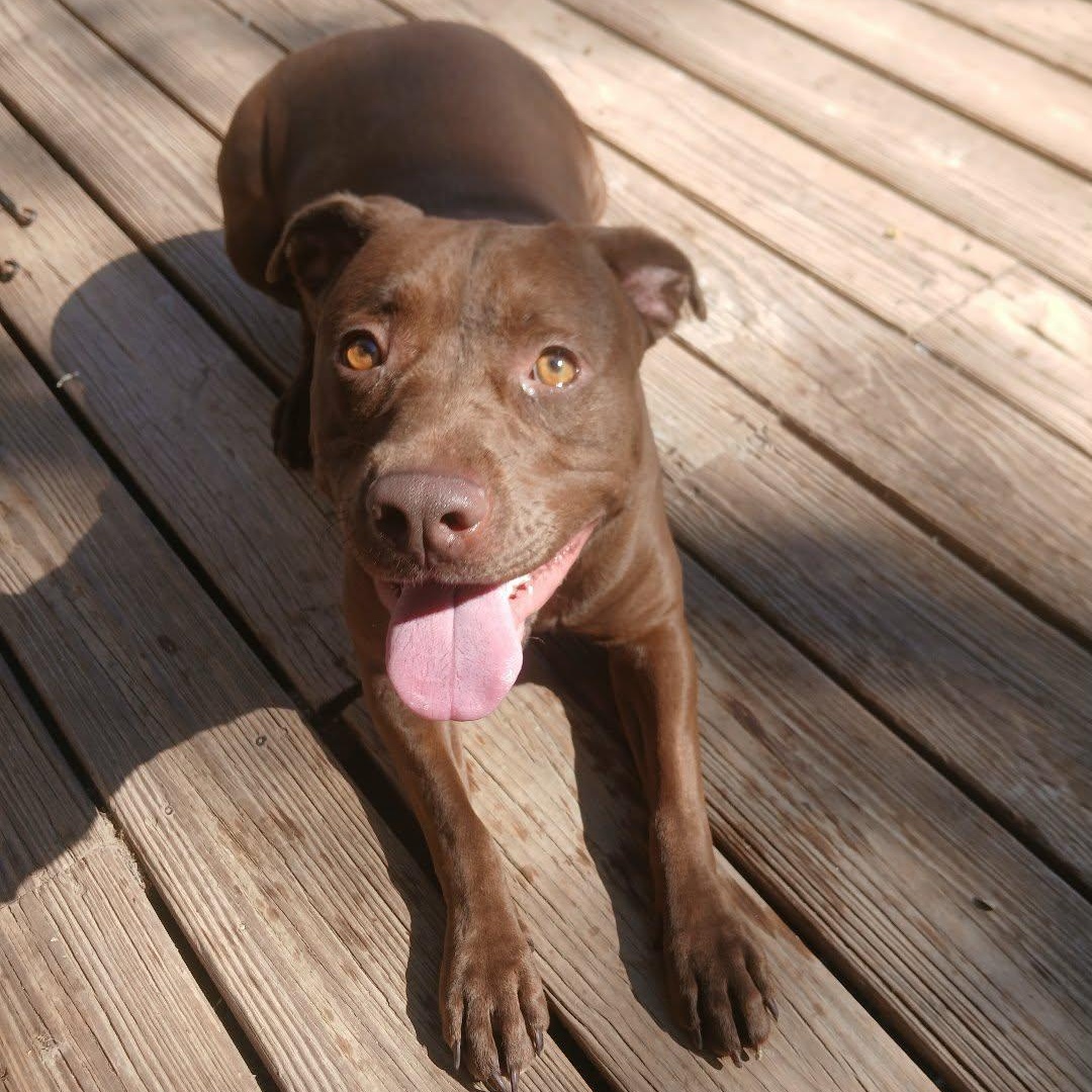 Emma, a ADOPTABLE mixed breed in Saugerties, NY image 1/4