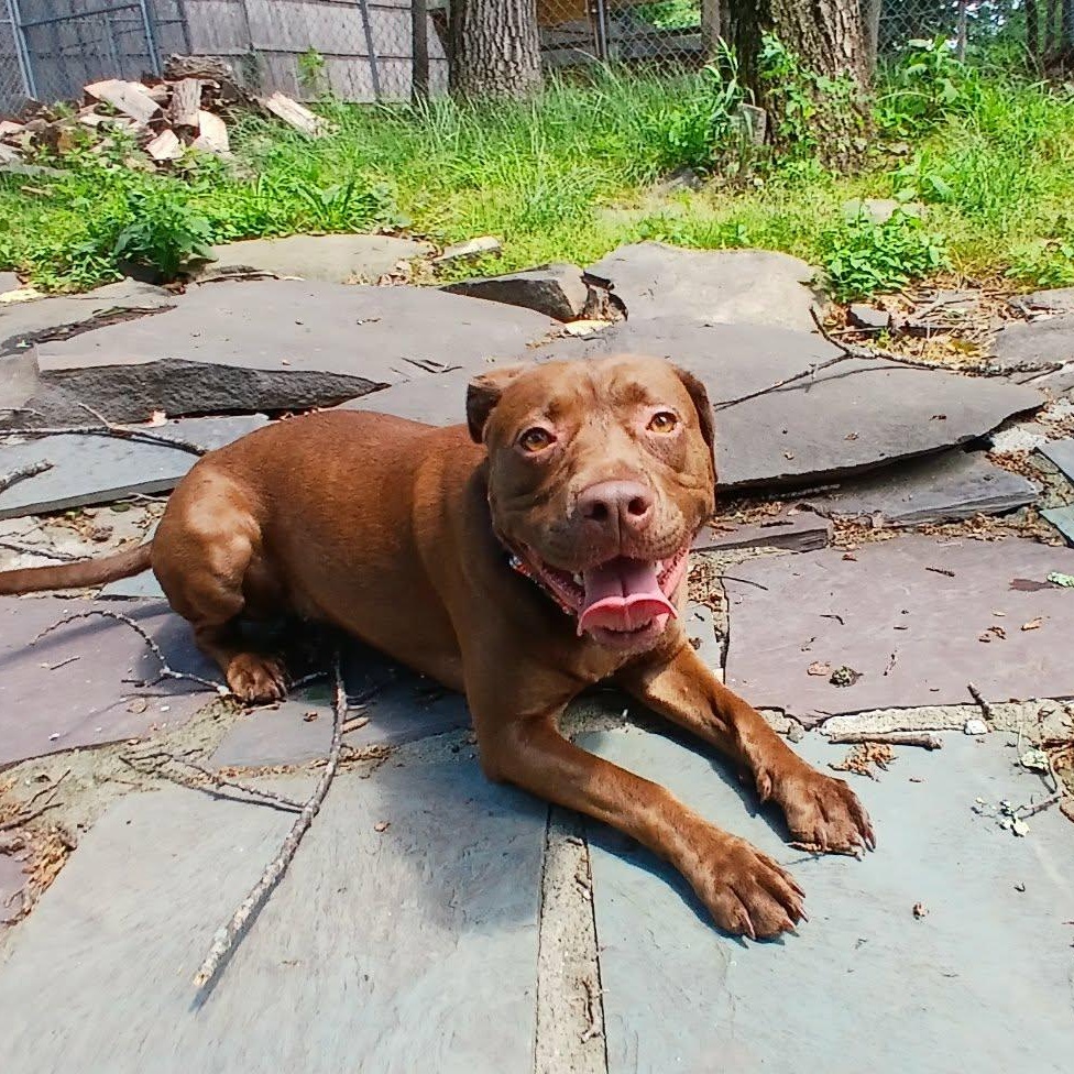 Emma, a ADOPTABLE mixed breed in Saugerties, NY image 1/6