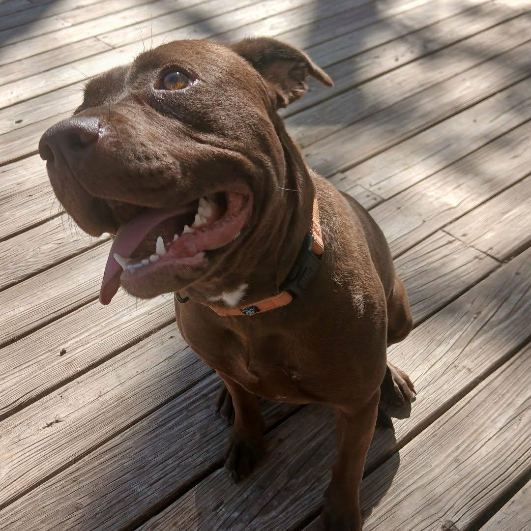 Emma, a ADOPTABLE mixed breed in Saugerties, NY image 3/4