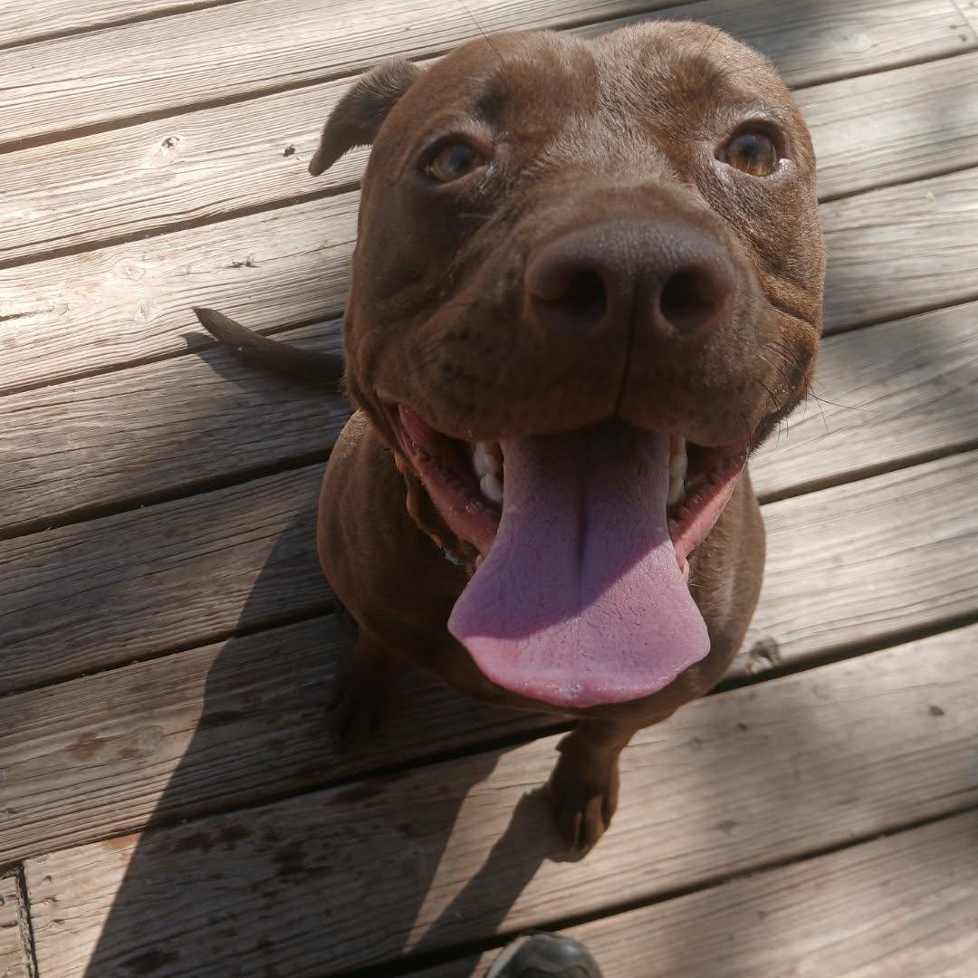 Emma, a ADOPTABLE mixed breed in Saugerties, NY image 2/4