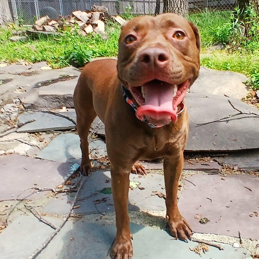 Emma, a ADOPTABLE mixed breed in Saugerties, NY image 4/6