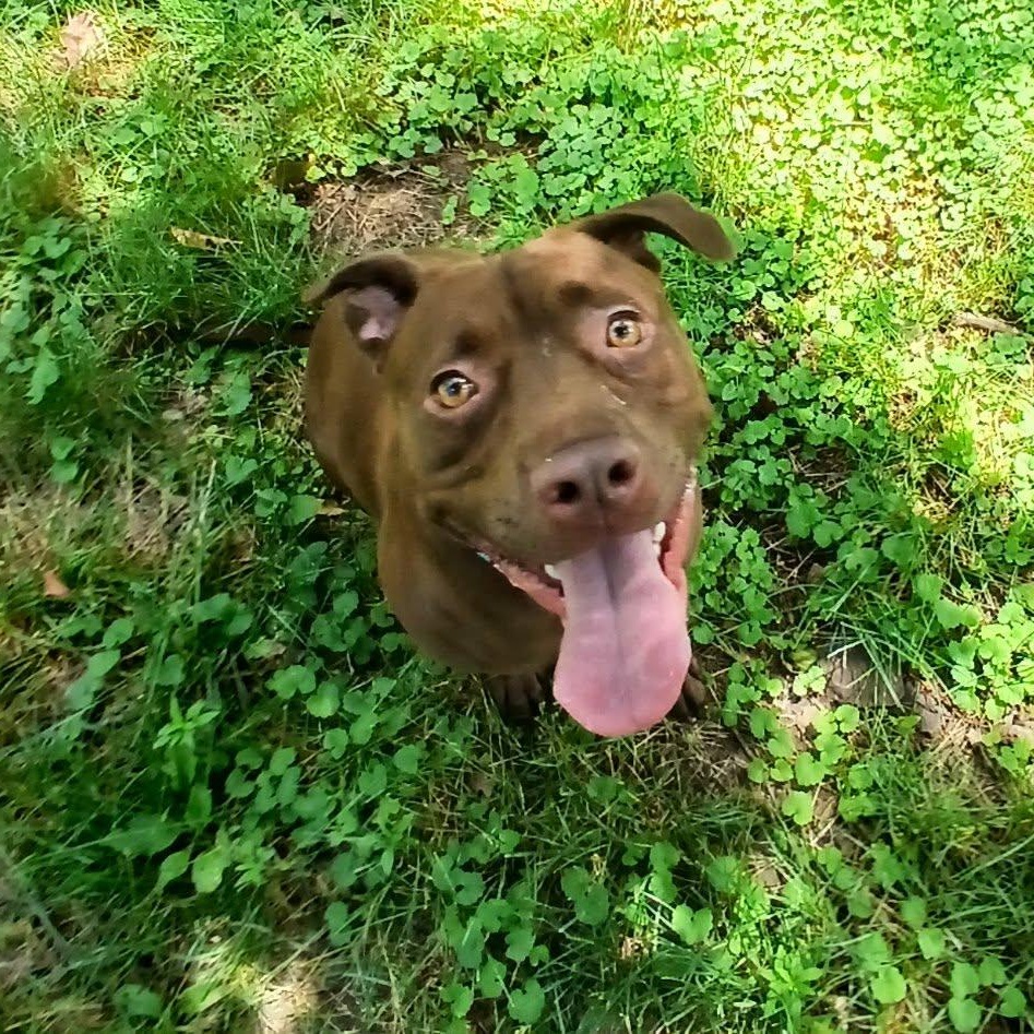Emma, a ADOPTABLE mixed breed in Saugerties, NY image 3/6