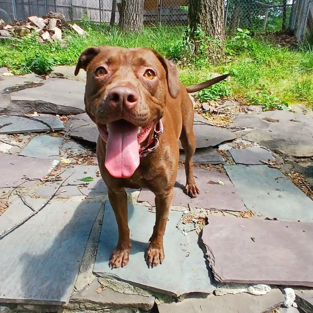 Emma, a ADOPTABLE mixed breed in Saugerties, NY image 2/6