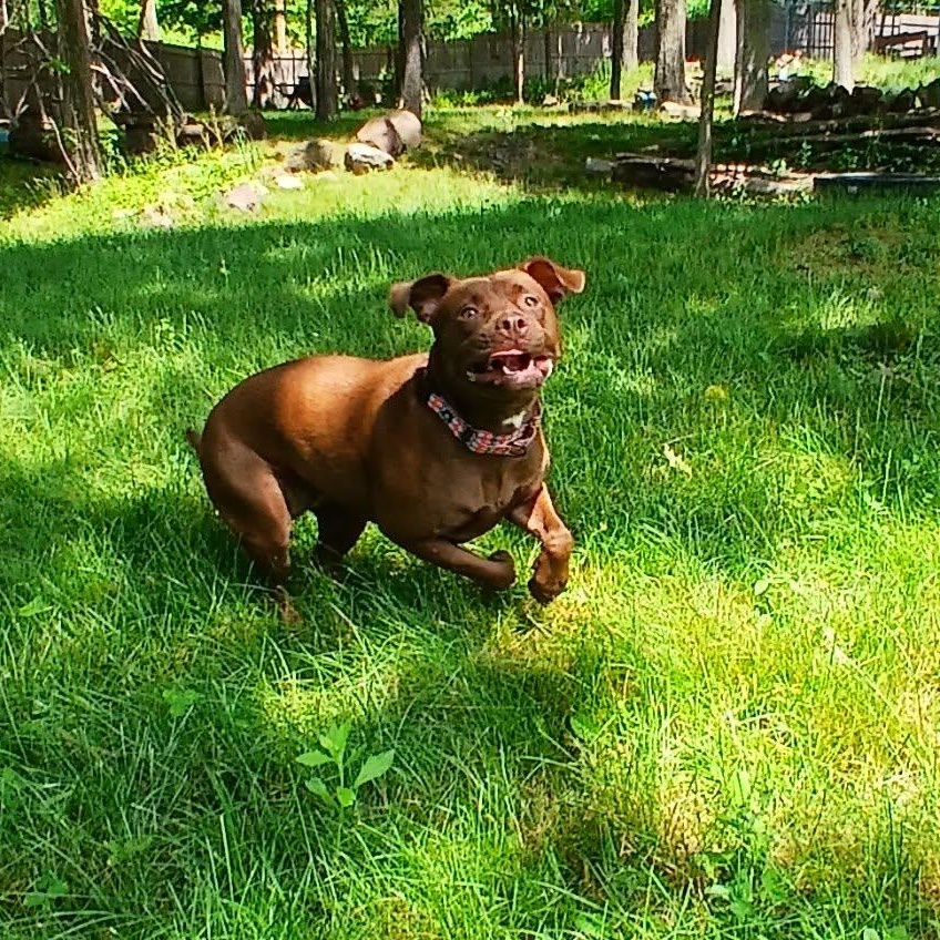 Emma, a ADOPTABLE mixed breed in Saugerties, NY image 5/6