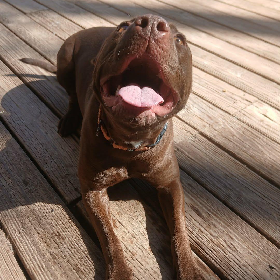 Emma, a ADOPTABLE mixed breed in Saugerties, NY image 4/4