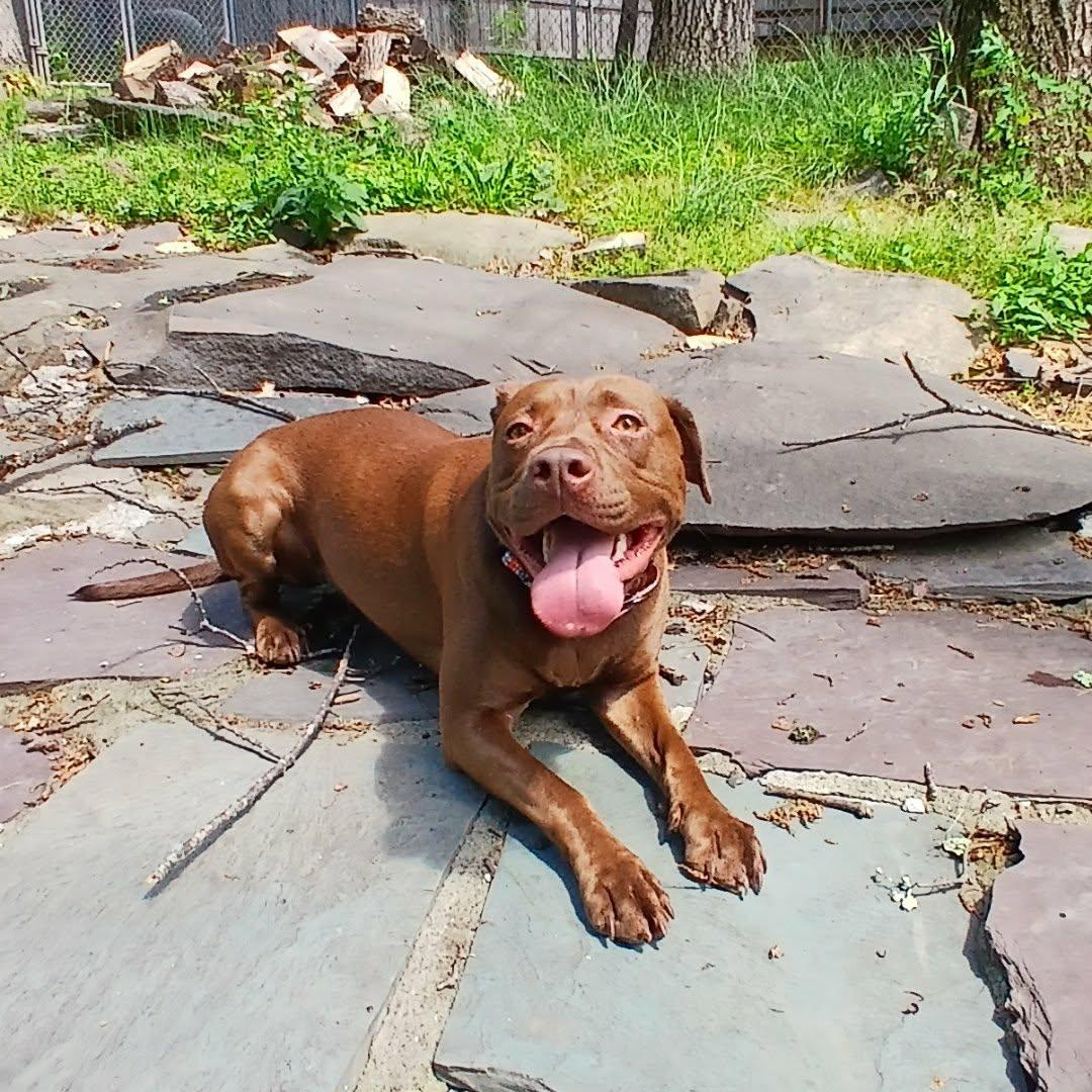 Emma, a ADOPTABLE mixed breed in Saugerties, NY image 6/6