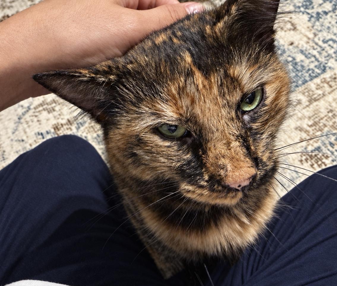 Enlarge Puzzles, a Adoptable Domestic Long Hair in Old Bridge, NJ image 2/3
