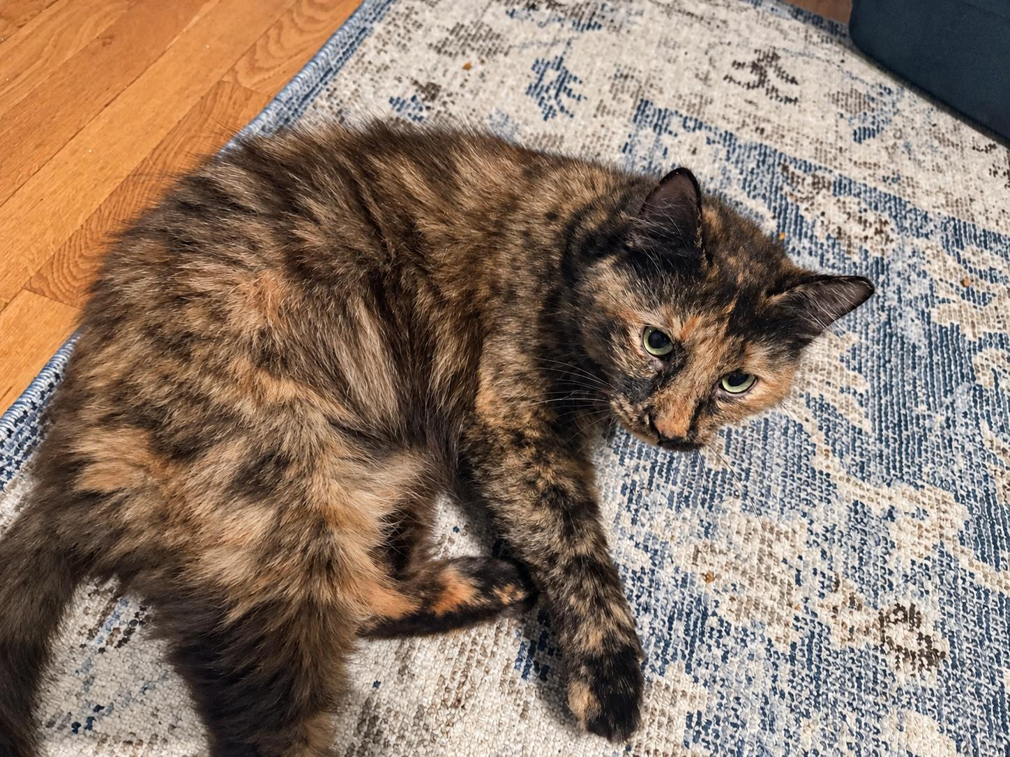 Enlarge Puzzles, a Adoptable Domestic Long Hair in Old Bridge, NJ image 3/3