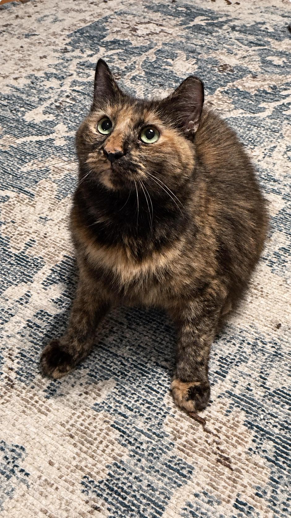 Puzzles, ADOPTABLE, Young Female Domestic Long Hair.