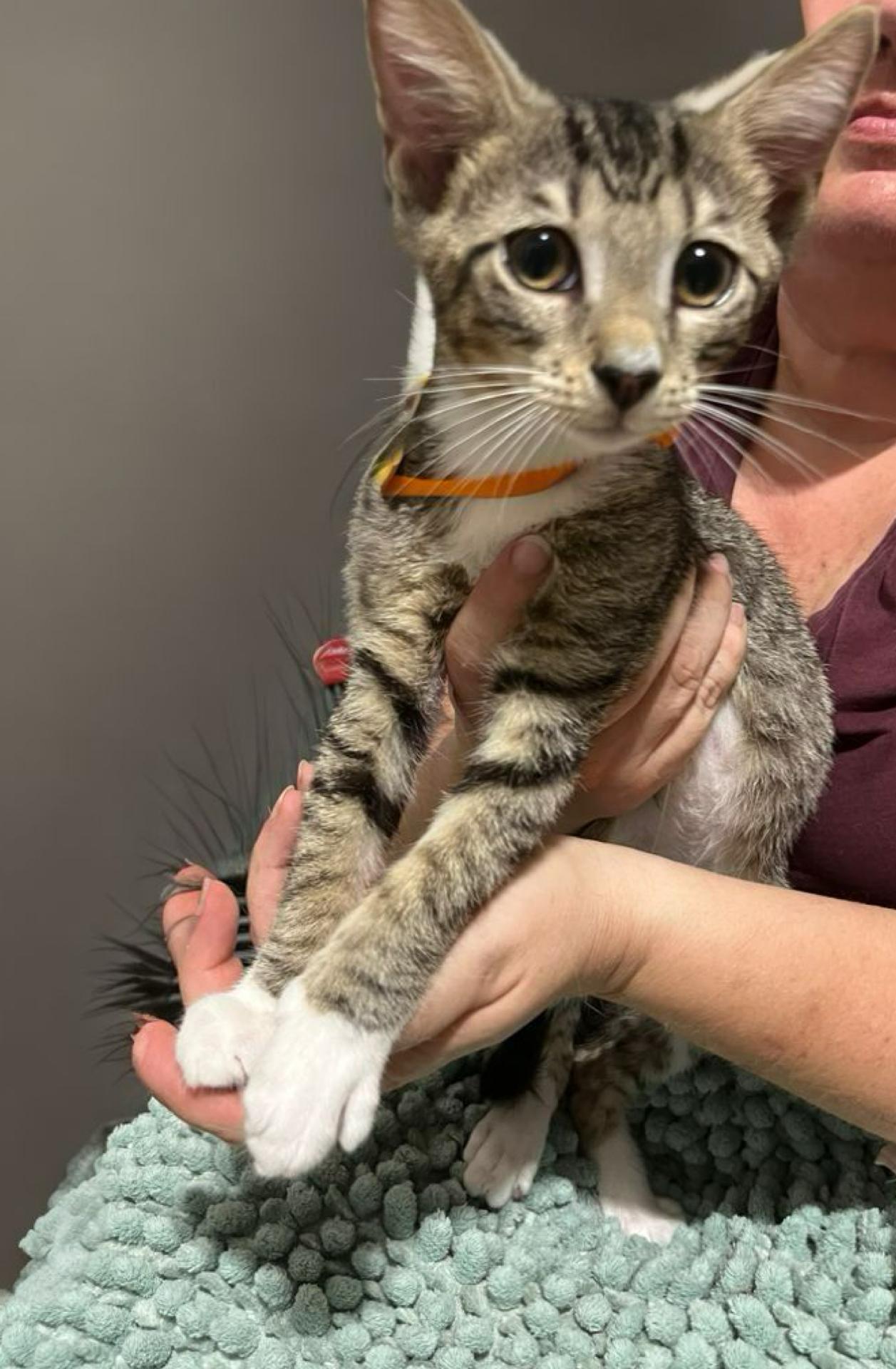 Enlarge Jony, a Adopted Tabby in Parkland, FL image 2/4