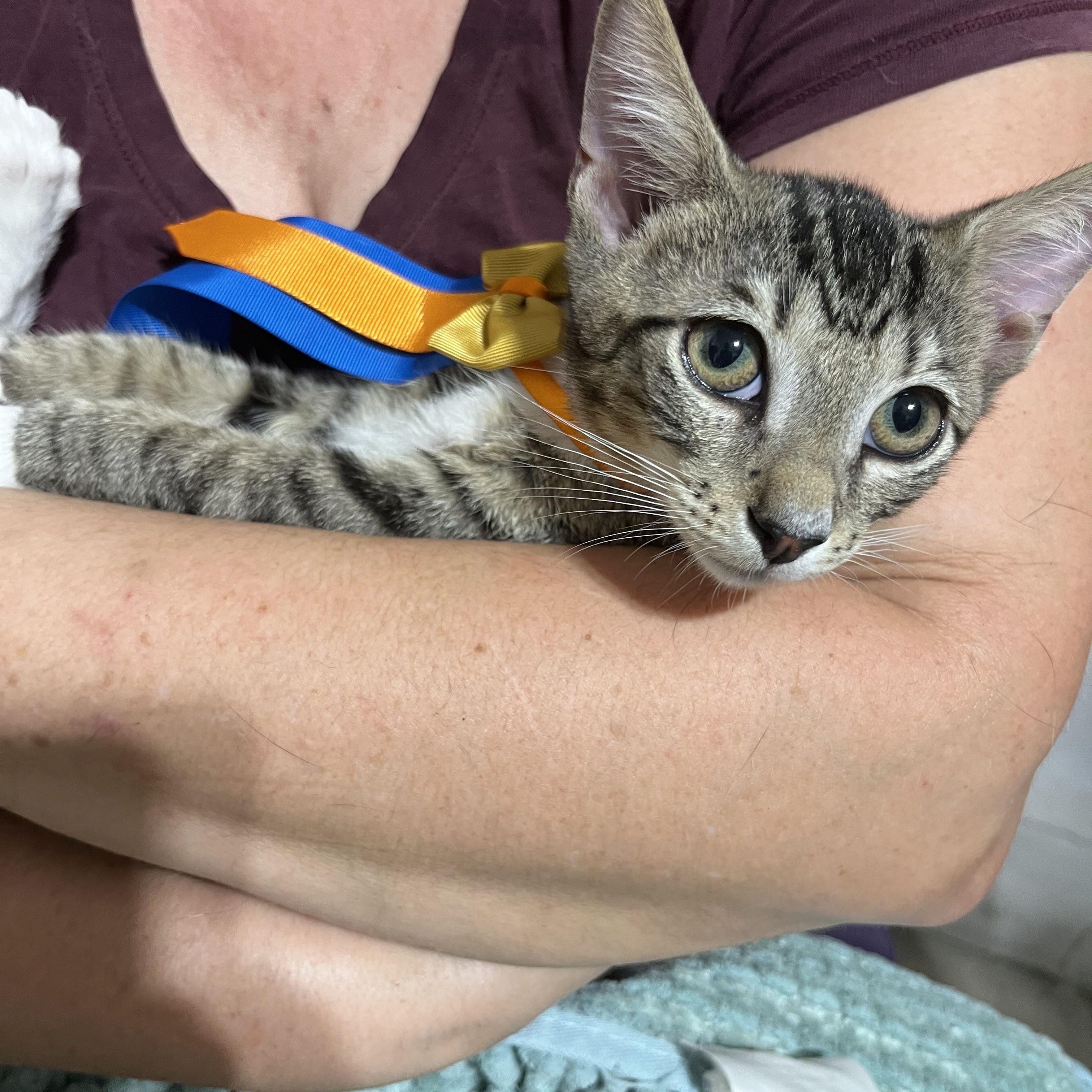 Jony, Adopted, Kitten Male Tabby.