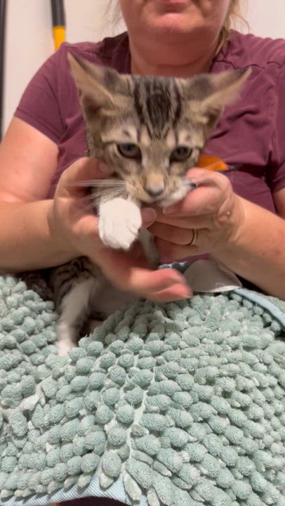 Enlarge Jony, a Adopted Tabby in Parkland, FL video 4/4