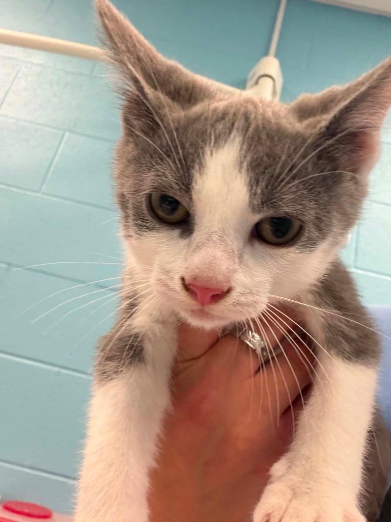 Eggroll, adopted, Kitten Male Domestic Short Hair.