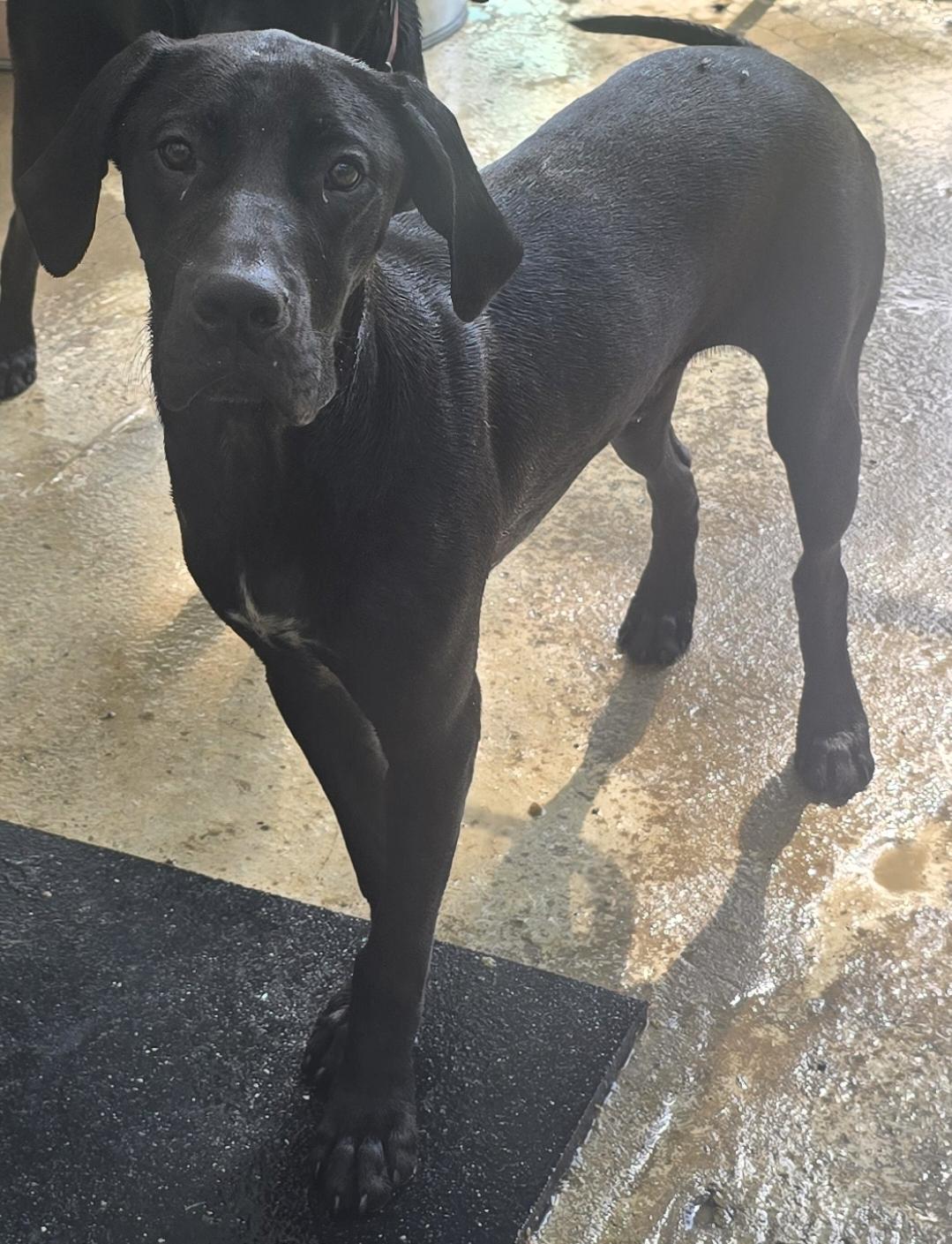 Jimbo Ray, a ADOPTABLE mixed breed in Corinth, MS image 2/3