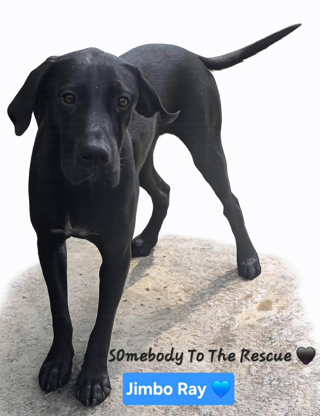 Jimbo Ray, ADOPTABLE, Young Male German Shorthaired Pointer.