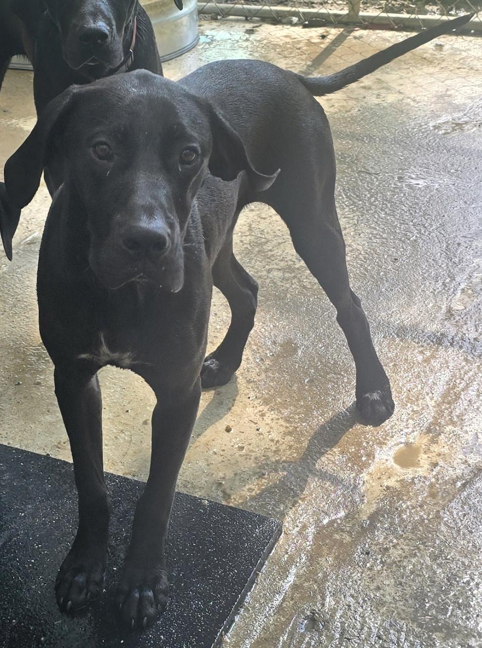 Jimbo Ray, a ADOPTABLE mixed breed in Corinth, MS image 3/3
