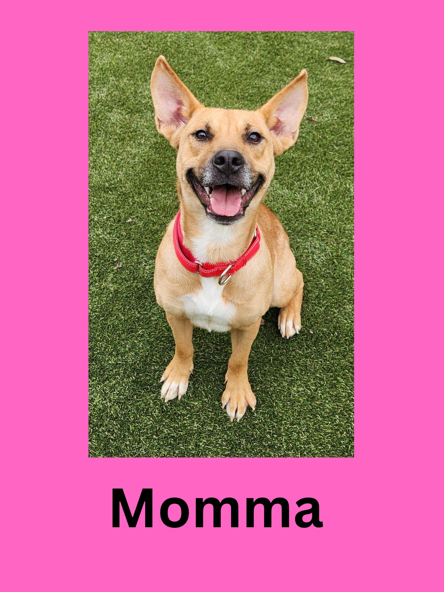 Enlarge Momma, a Adoptable mixed breed in Ravenna, OH image 1/1