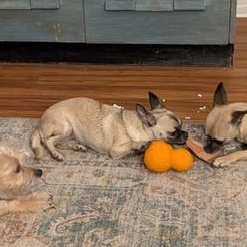 Enlarge Chicken, a Adoptable mixed breed in Petaluma, CA image 3/6