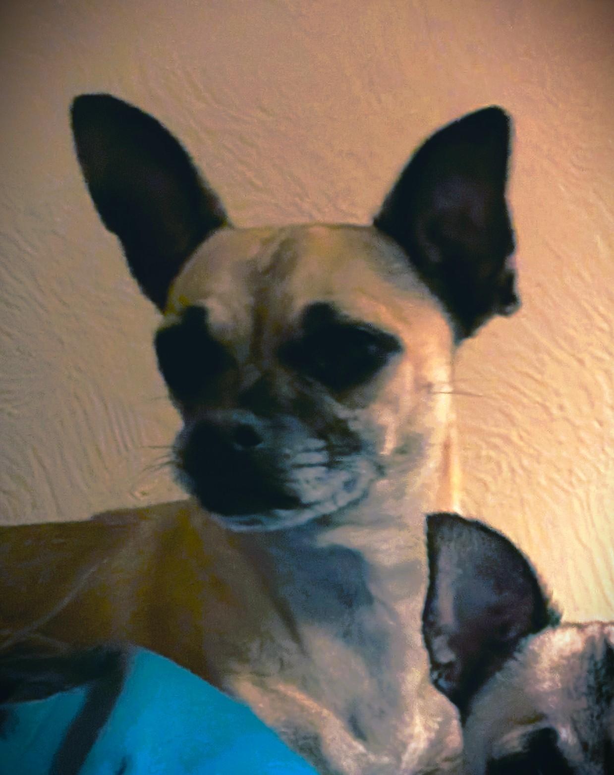 Chicken, Adoptable, Young Female Chihuahua.