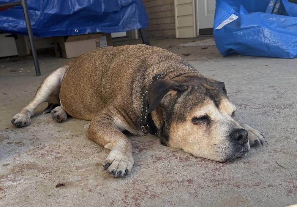 Maggie, Adoptable, Senior Female Boxer.