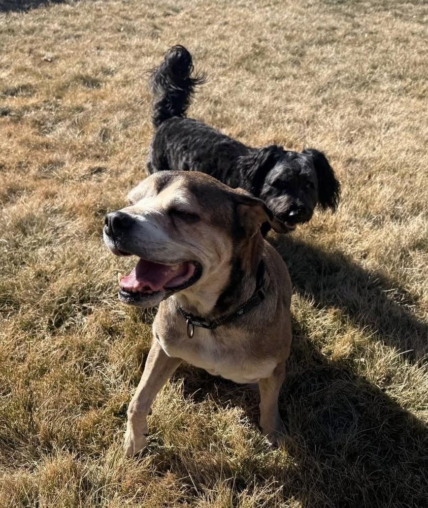 Maggie, a Adoptable mixed breed in Denver, CO image 2/5