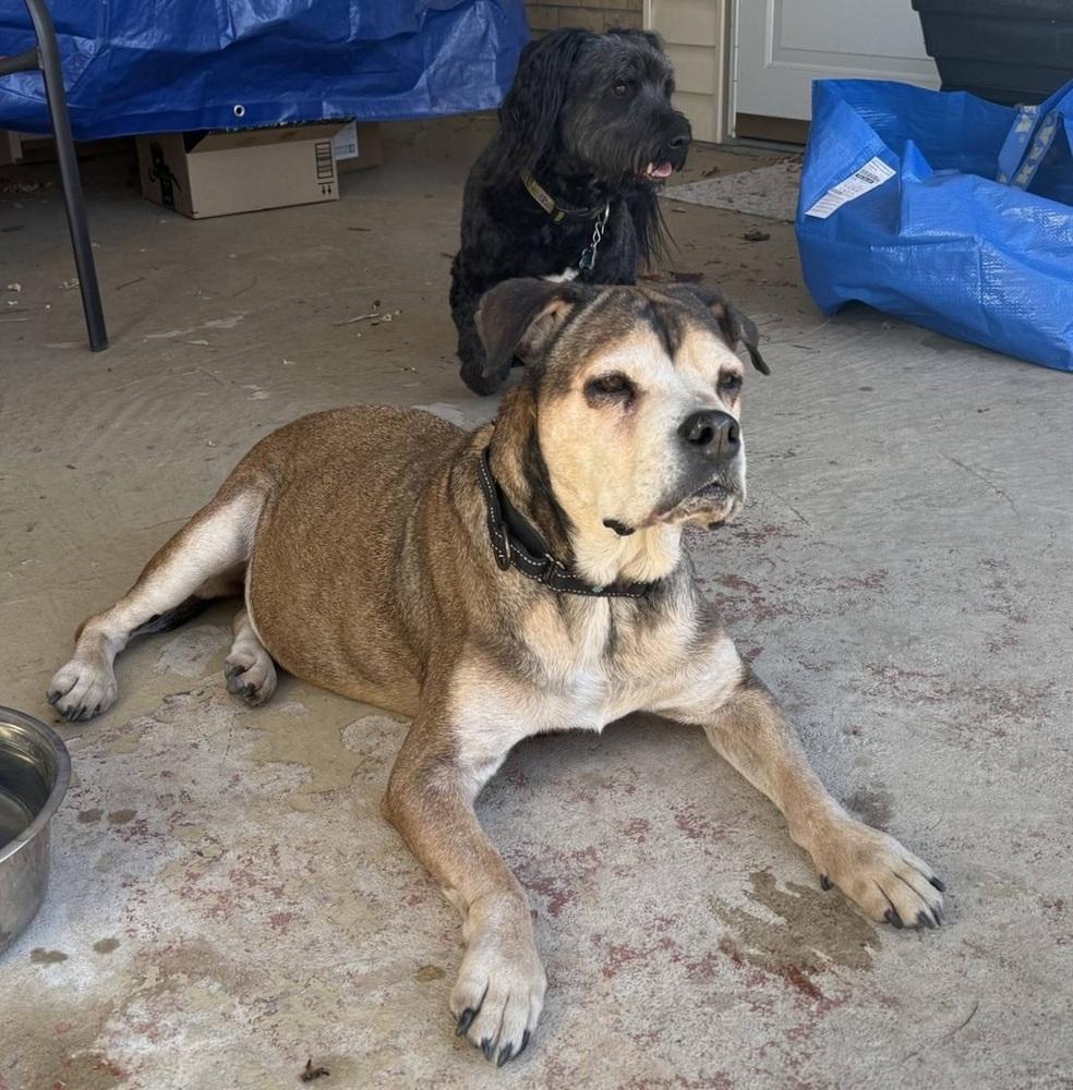 Maggie, a Adoptable mixed breed in Denver, CO image 3/5