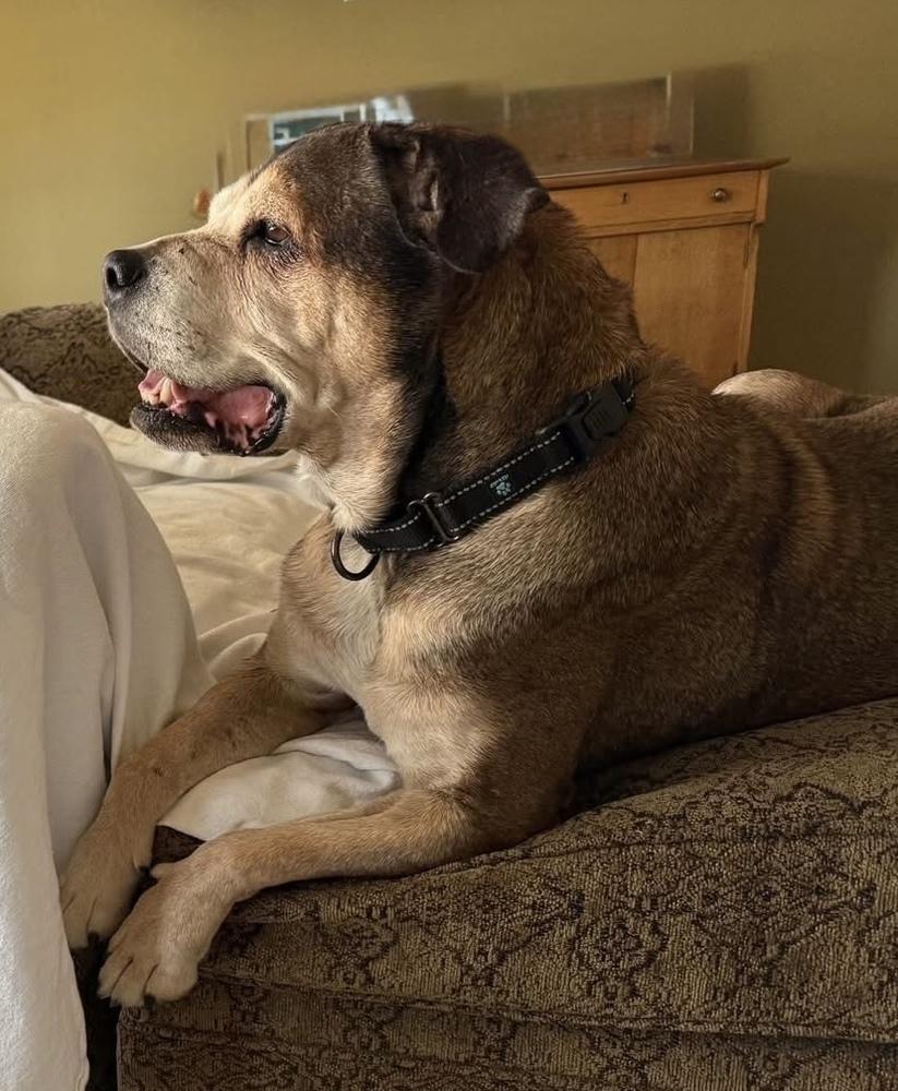 Maggie, a Adoptable mixed breed in Denver, CO image 4/5