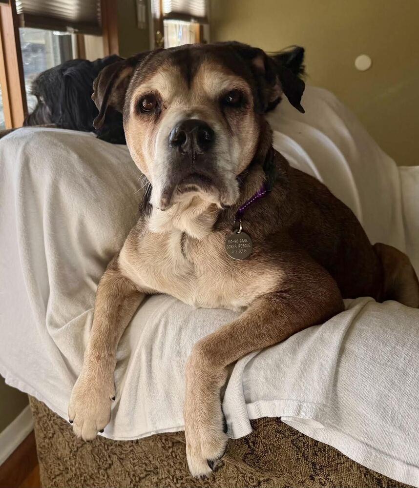 Maggie, a Adoptable mixed breed in Denver, CO image 5/5