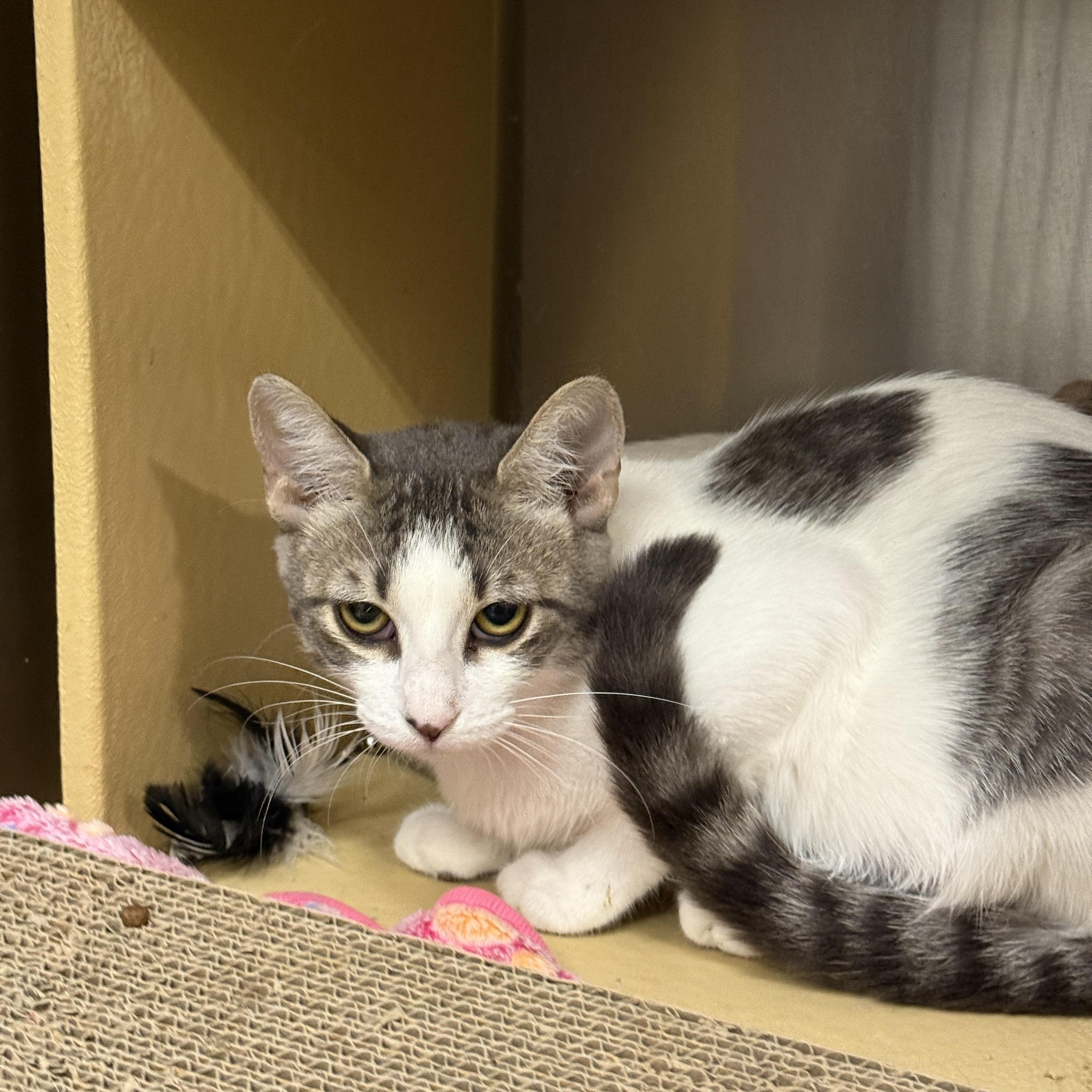 Rune, a Adoptable Domestic Short Hair in Chandler, AZ image 2/2