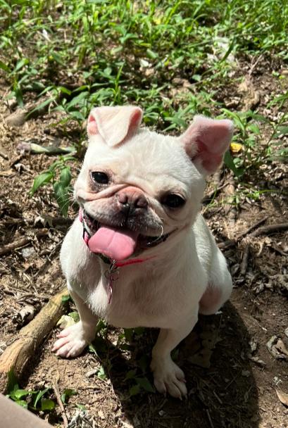 Enlarge Margie, a Adopted Pug in Jasonville, IN image 1/1