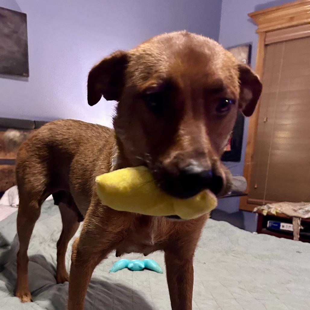 Gracie, Adoptable, Adult Female Mixed Breed.