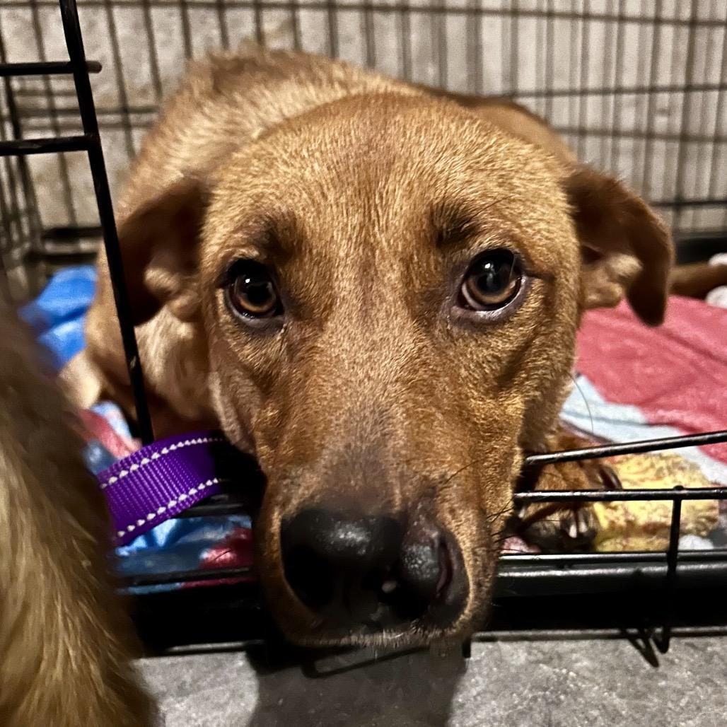 Enlarge Gracie, a Adoptable Mixed Breed in Peculiar, MO image 2/6