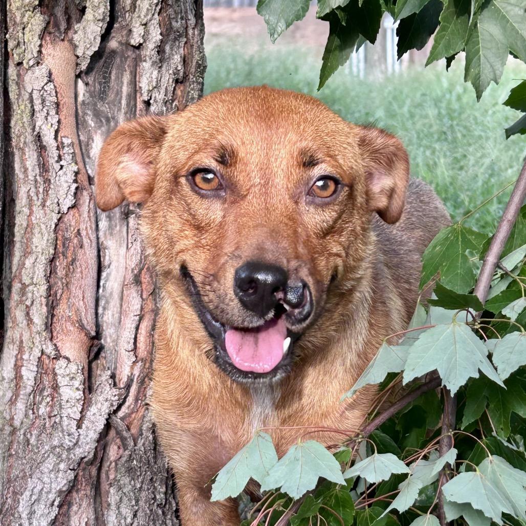 Enlarge Gracie, a Adoptable Mixed Breed in Peculiar, MO image 3/6