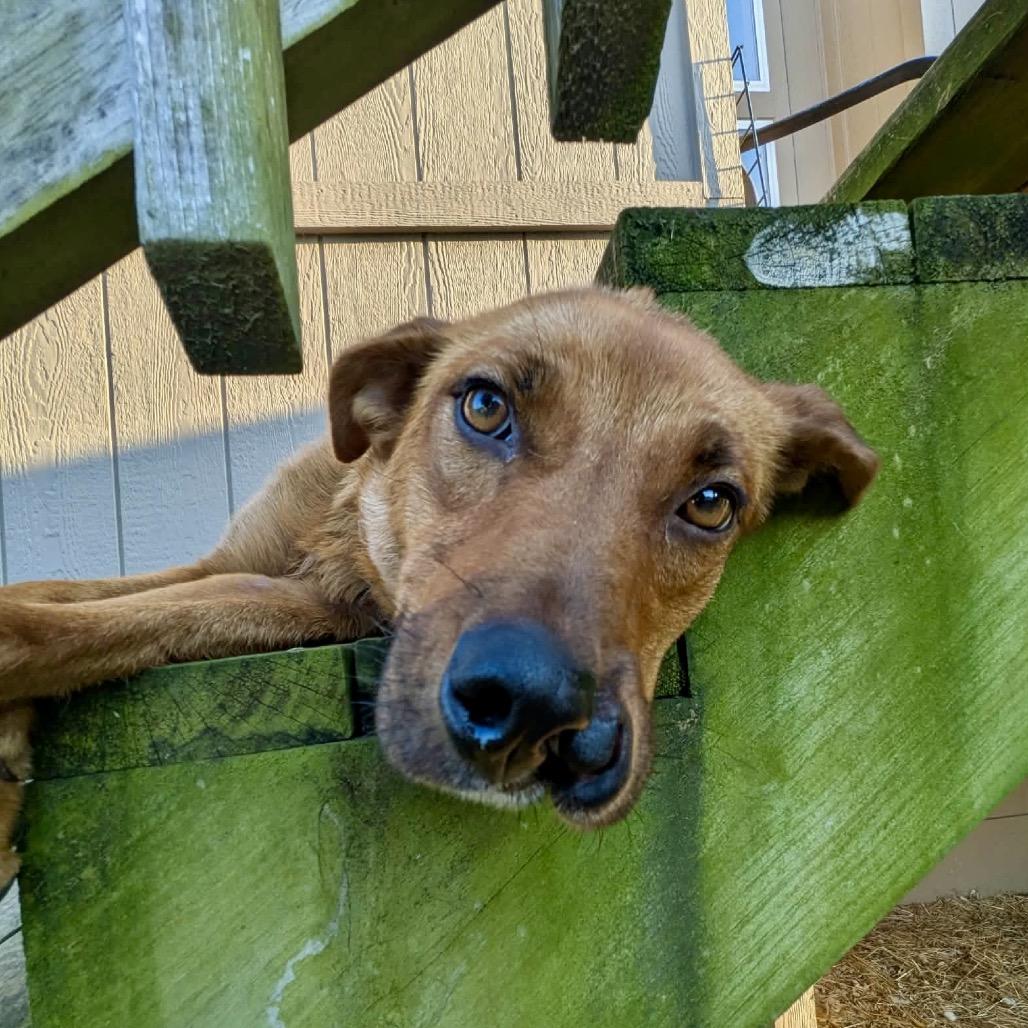 Enlarge Gracie, a Adoptable Mixed Breed in Peculiar, MO image 4/6