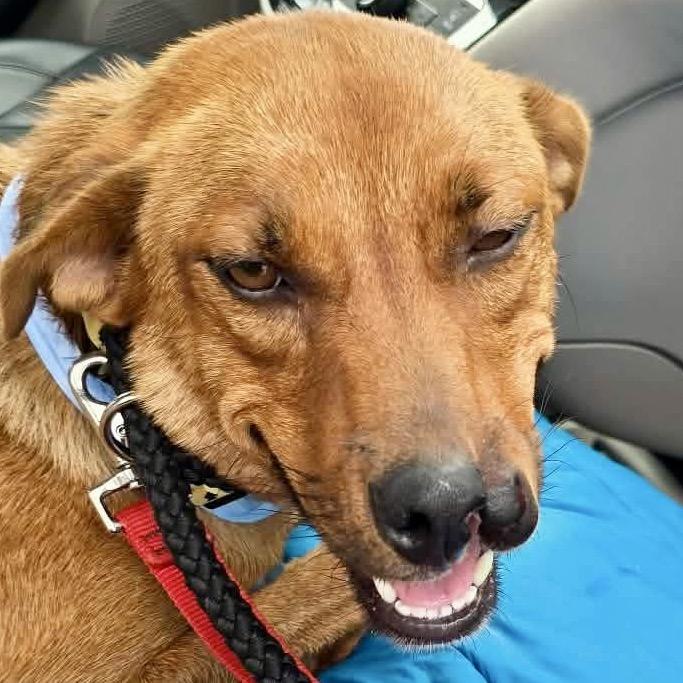 Enlarge Gracie, a Adoptable Mixed Breed in Peculiar, MO image 5/6
